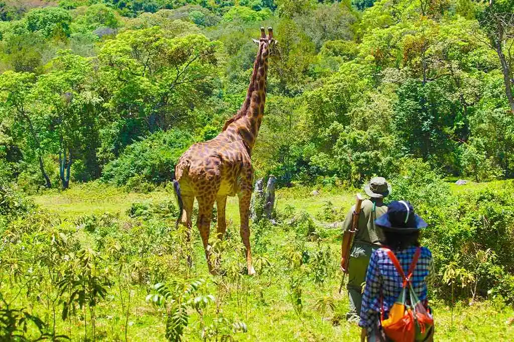 Chemka Hot Springs Escape — Bush Lion Tours day trip