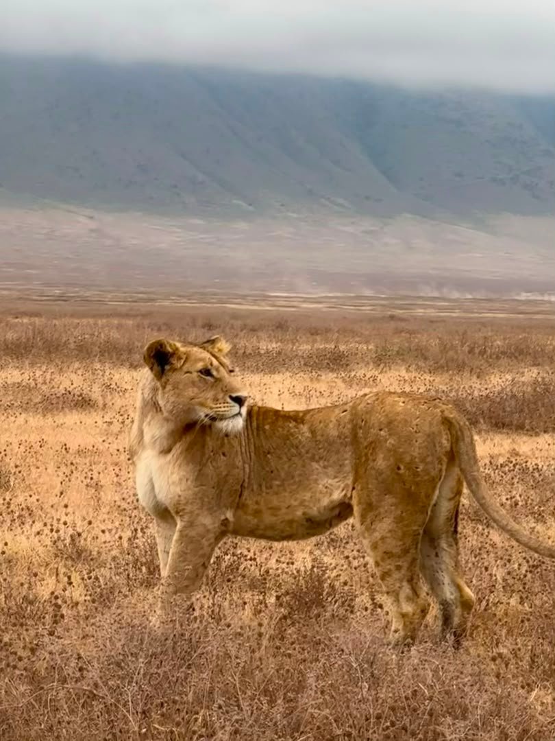 Ngorongoro Conservation Area