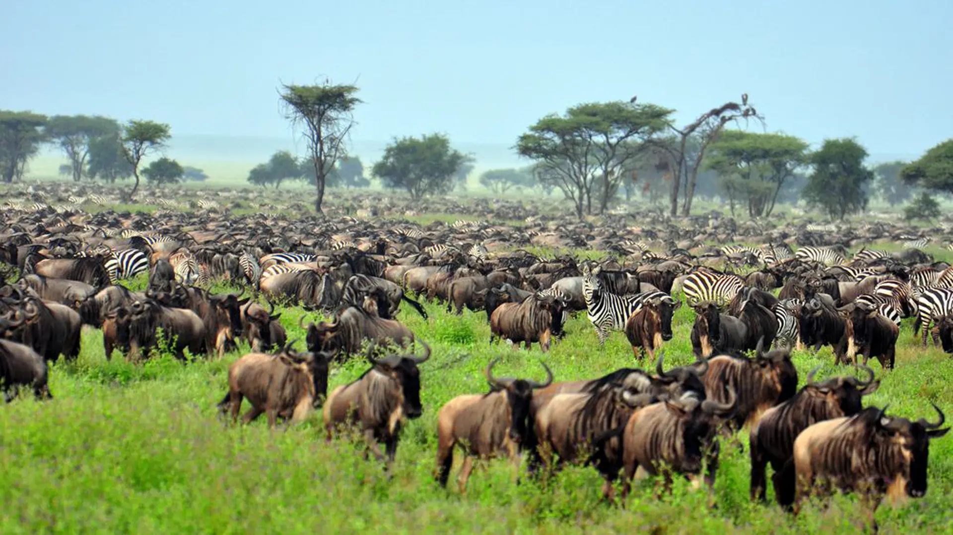 5 Days Mara River & Northern Serengeti